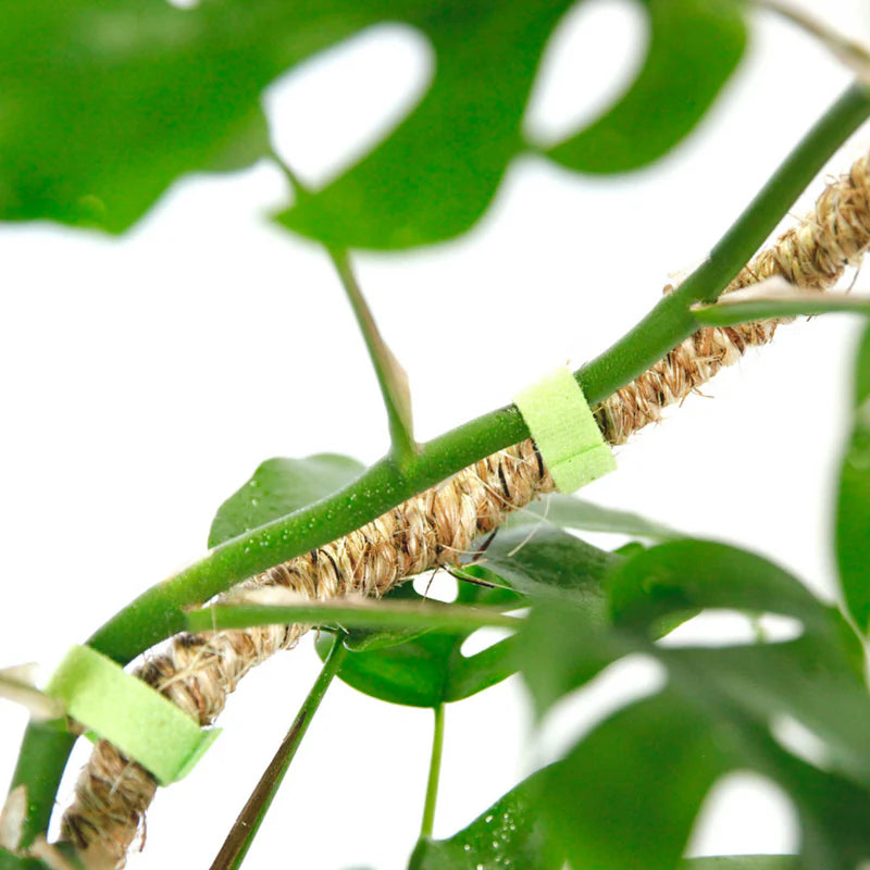 Ruban pour plantes