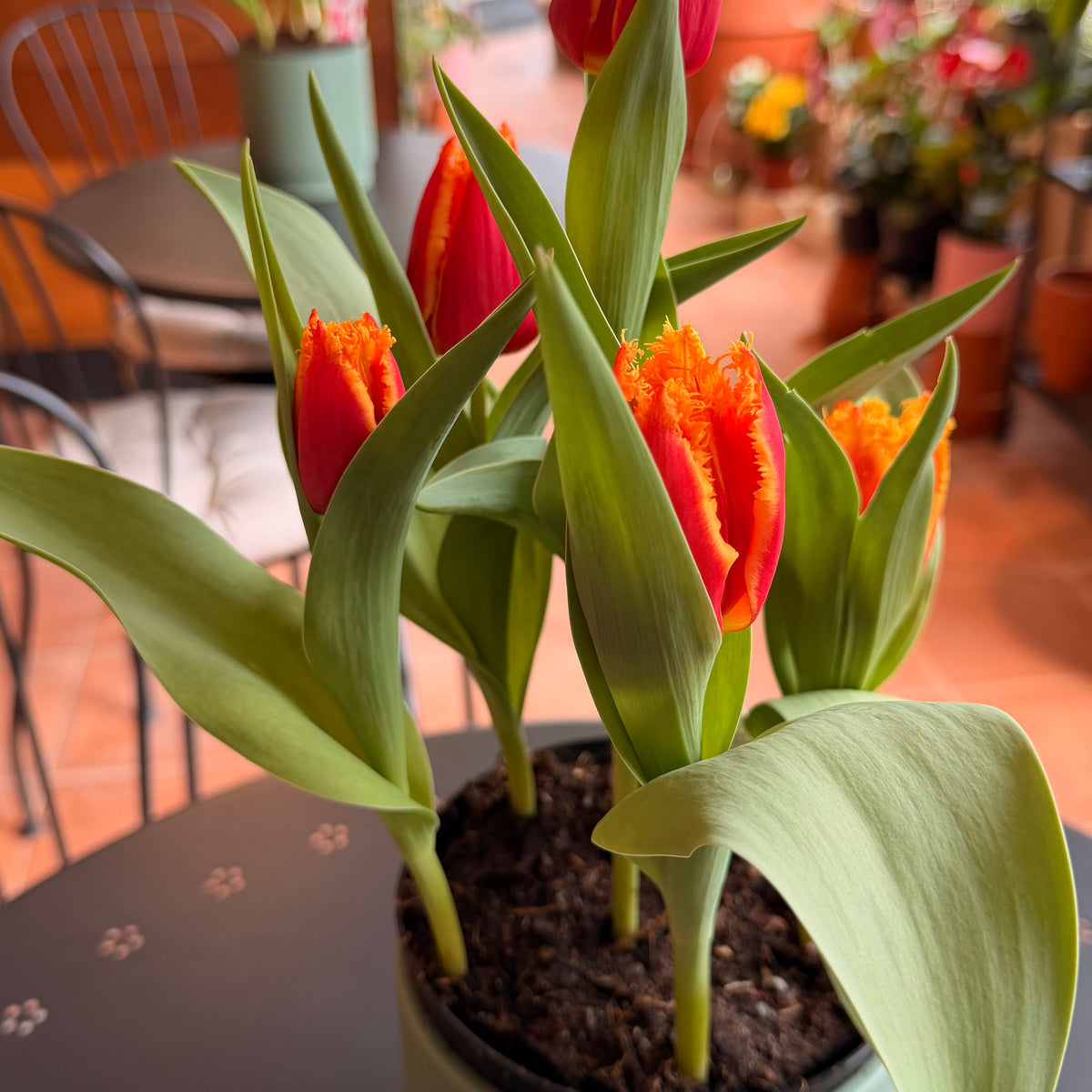 Tulipes bulbes 6''