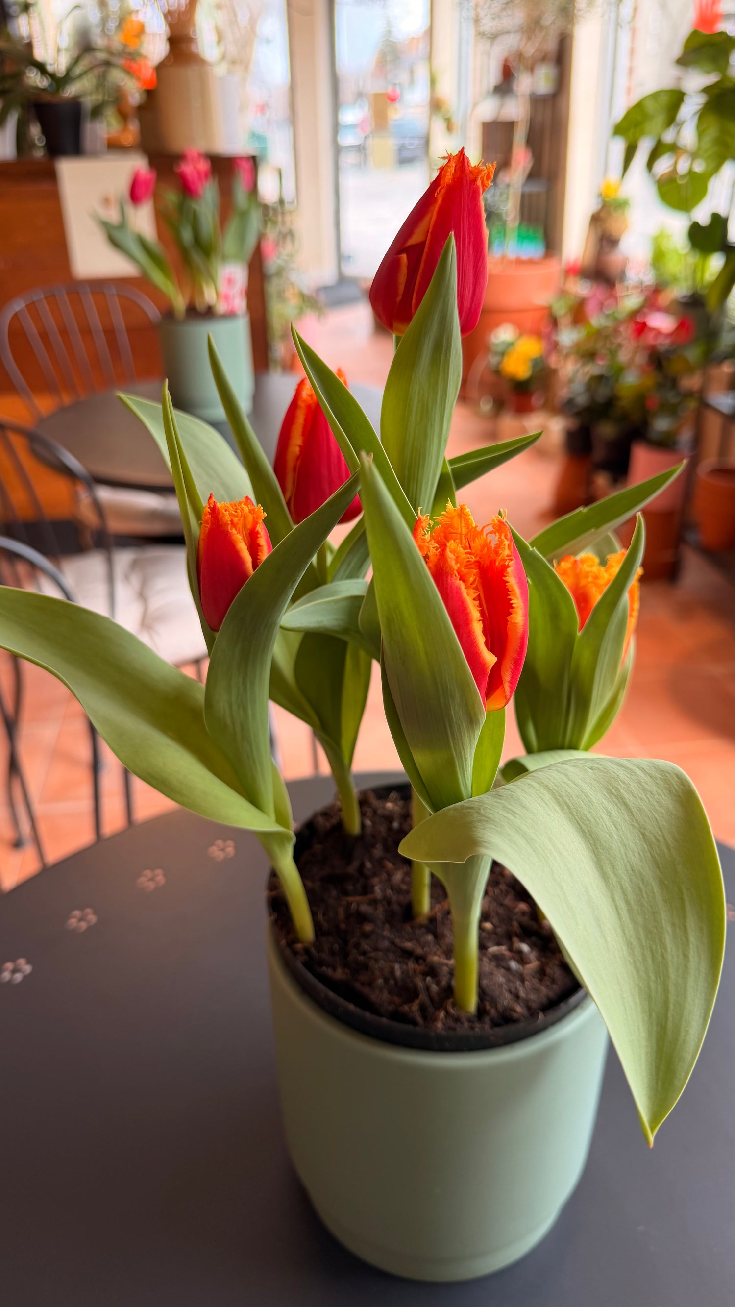 Tulipes bulbes 6''