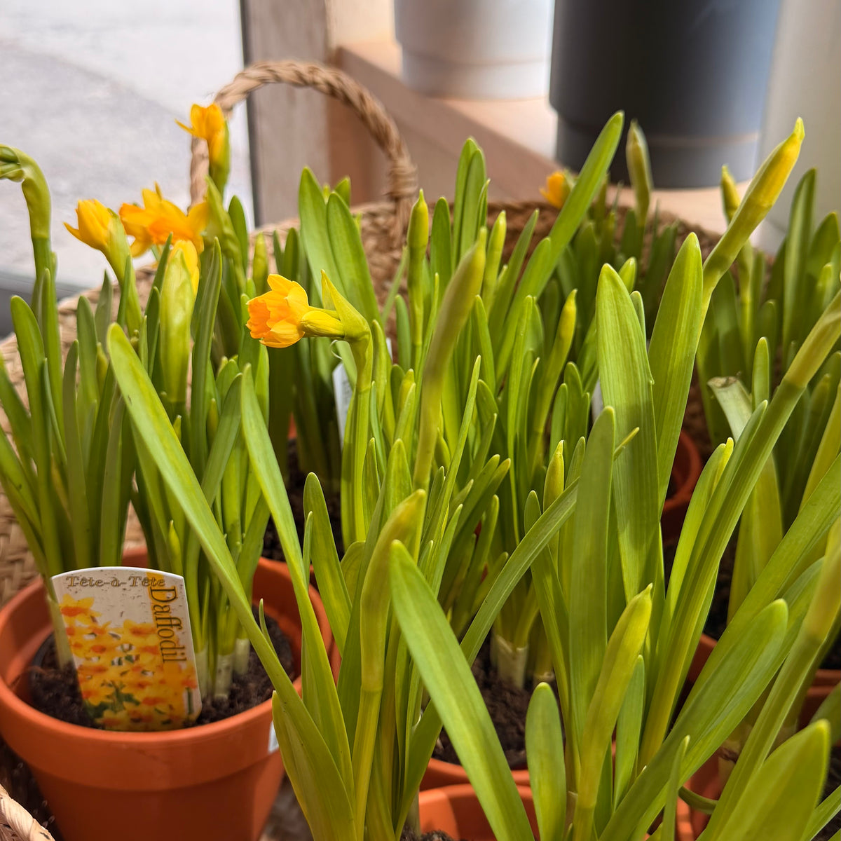 Jonquilles bulbes 4,5''