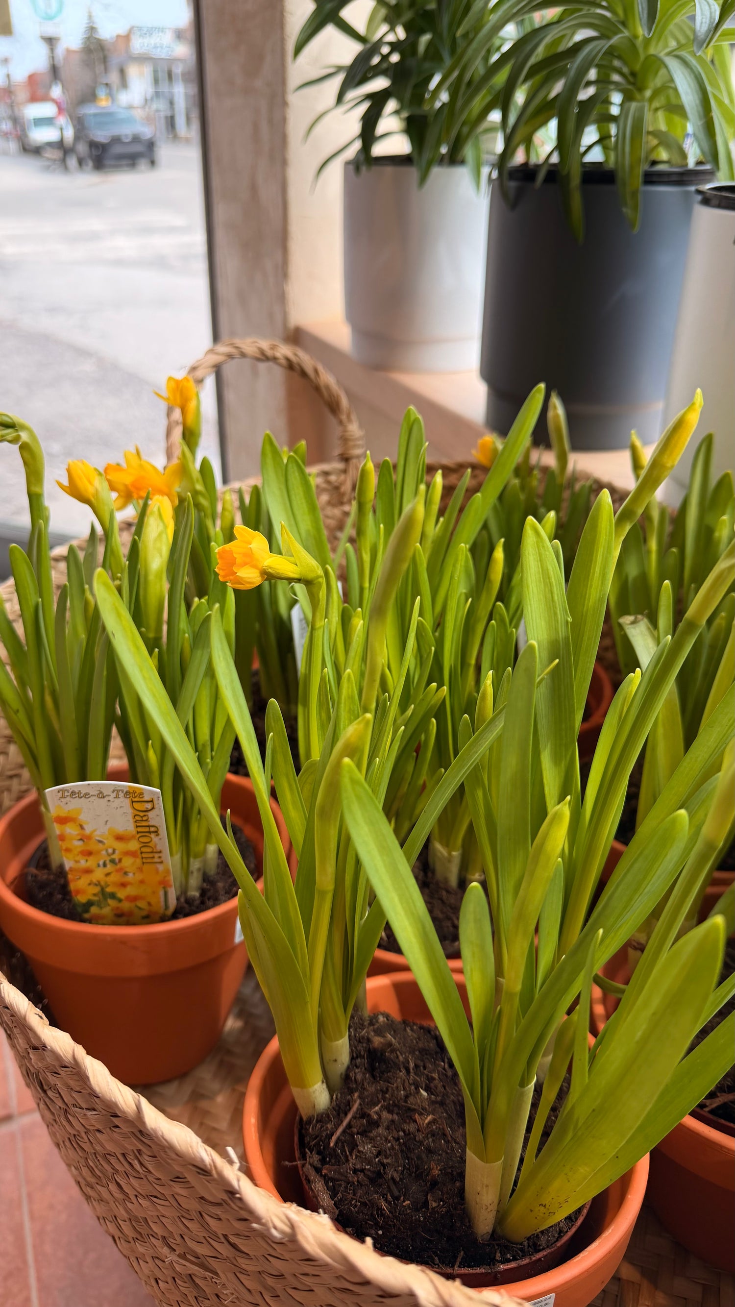 Jonquilles bulbes 4,5''