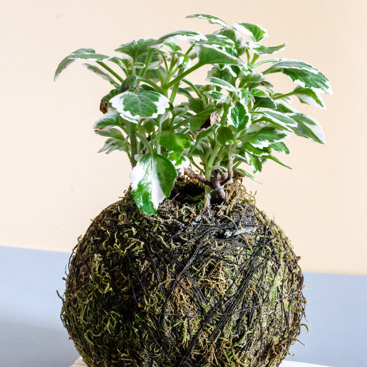 Initiation à l'art du Kokedama – 22 juillet