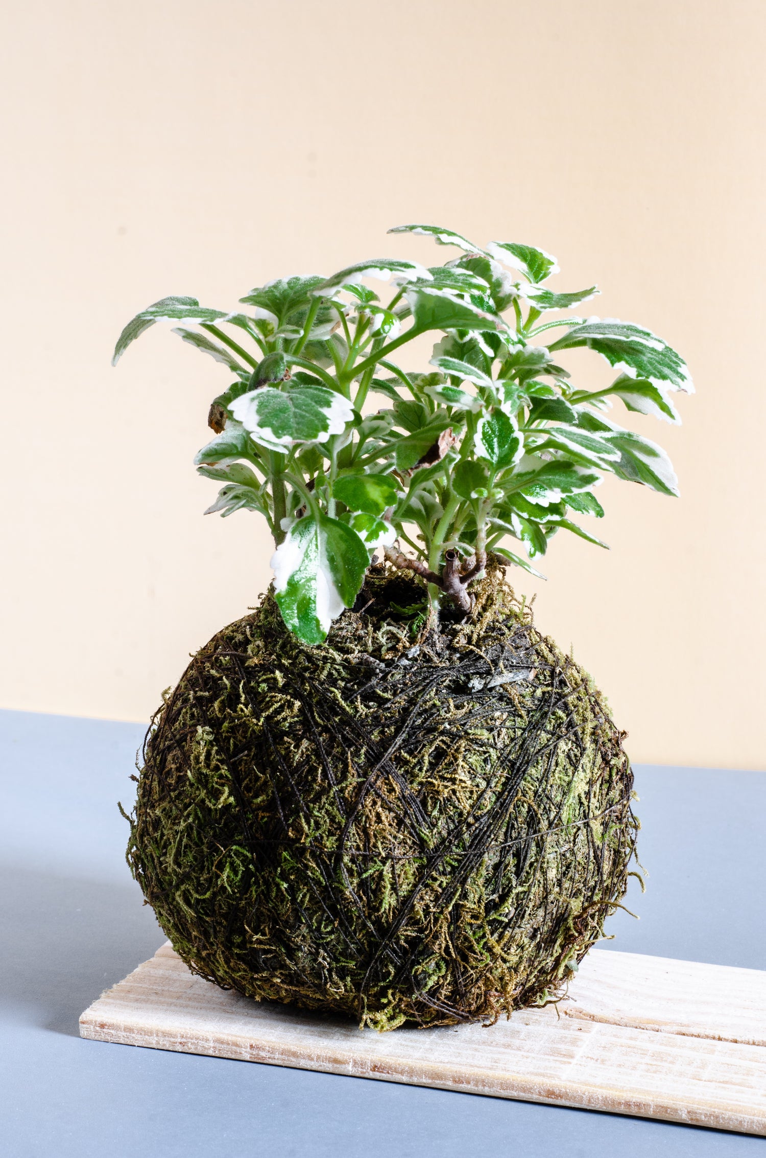 Initiation à l'art du Kokedama – 22 juillet
